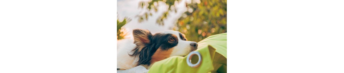 Pouf BiG52 pour Animaux de Compagnie : Confort Luxueux pour Votre Fidèle Ami